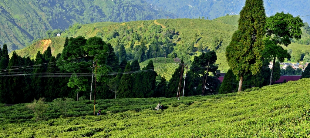 Tourist Places In Darjeeling Visit For New Married Couple